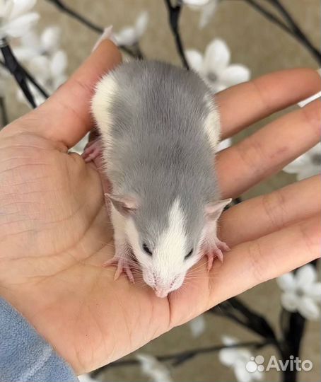 Крысы дамбо, крысята, крыса. Питомник