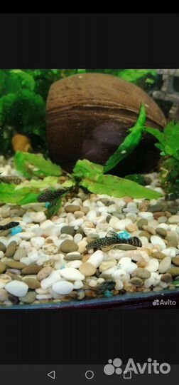Аквариумные рыбки сомики анцитрусы