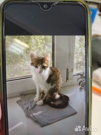 Отдадим котенка