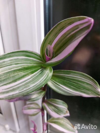 Традисканция