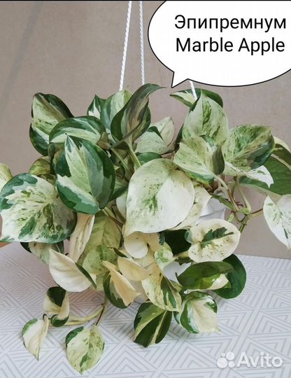 Сциндапсусы (эпипремнумы)