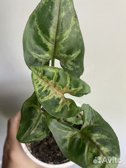 Сингониум Тиффани