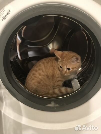 Отдам кота Бантика в добрые руки