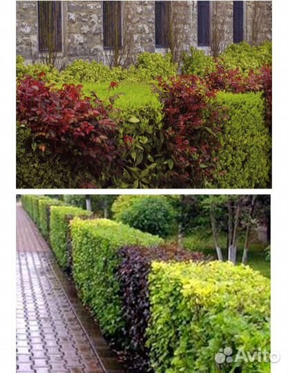 Пузыреплодник калинолистный