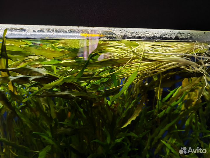 Аквариумное растение
