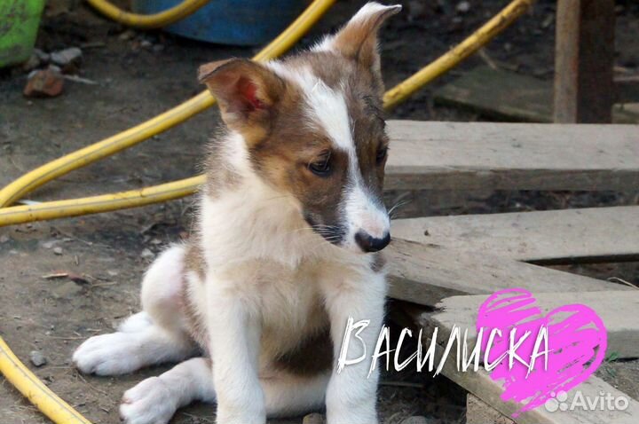 Собаки бесплатно в добрые руки щенки