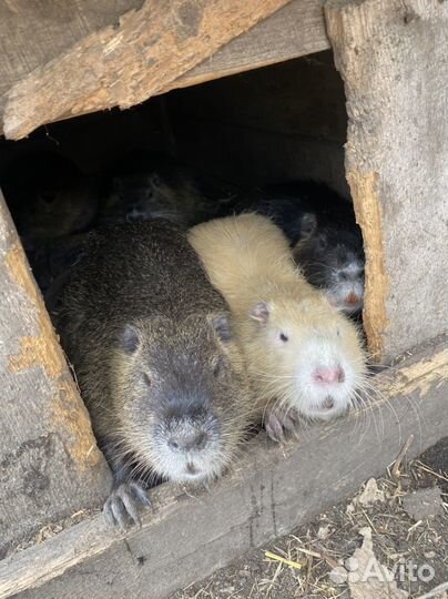 Нутрии разных возрастов