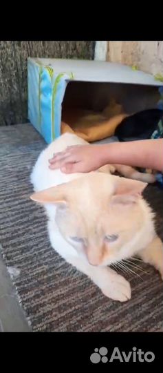 Котику нужен хозяин