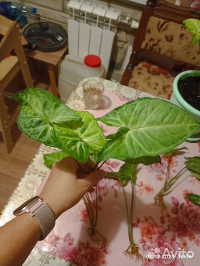 Сингониум черенки укорененные