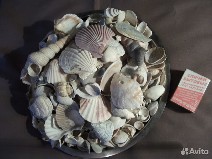 Продаю ракушки для аквариума
