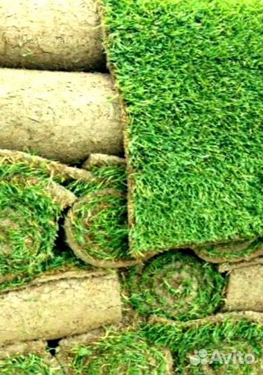 Рулонный газон 