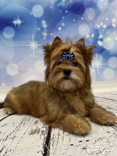 Русская салонная собака (русалка), золотой йорк