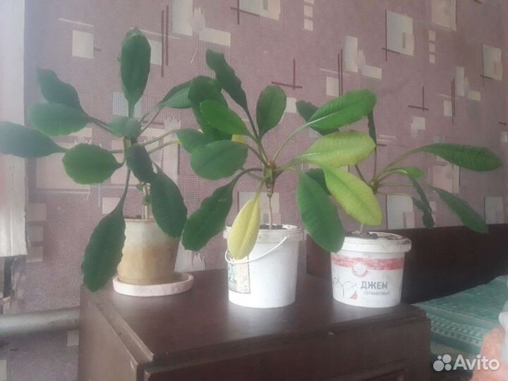 Комнатные цветы для дома или офиса