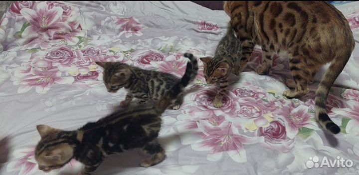 Бенгальский котенок девочка