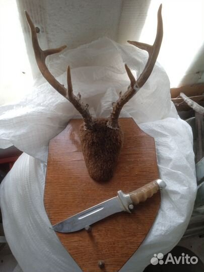 Рога косули