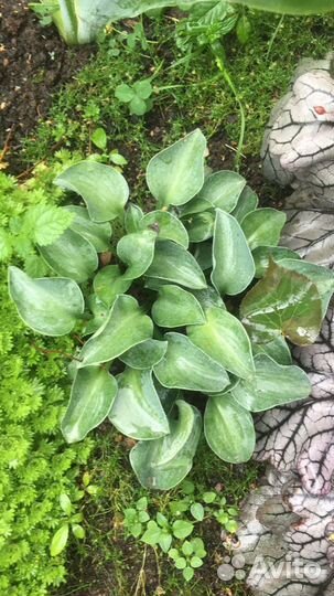 Травы и цветы для альпийских горок