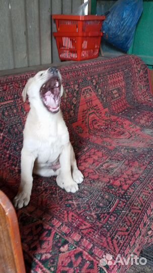 Дворянских кровей