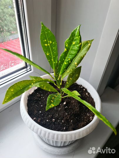 Цветы комнатные