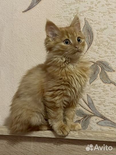 Котики бесплатно