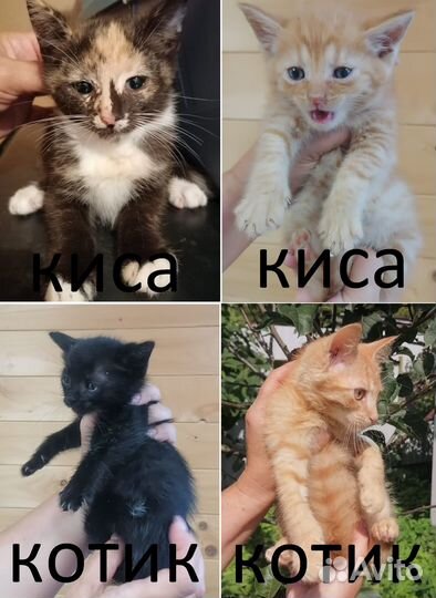 Котята в добрые руки