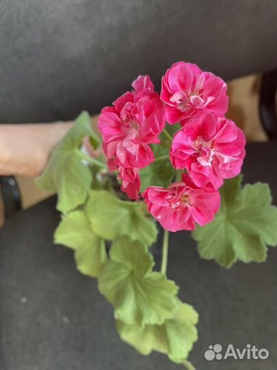 Цветы к 8 марта