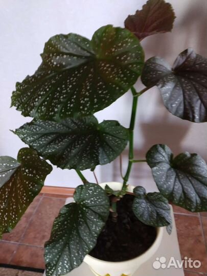 Бегония королевская