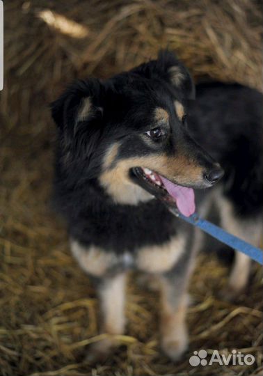 Собака красивая в дар