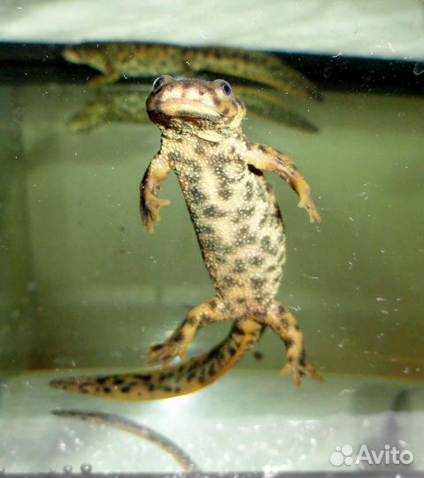 Испанский иглистый тритон