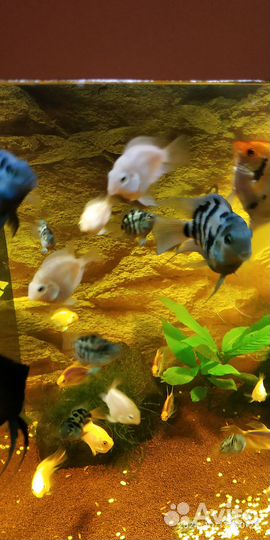 Рыбка сапфировый попугай