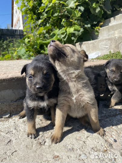 Маленькая собака