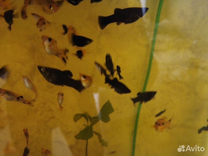 Моллинезия черная и жёлтая в чёрное пятнышко