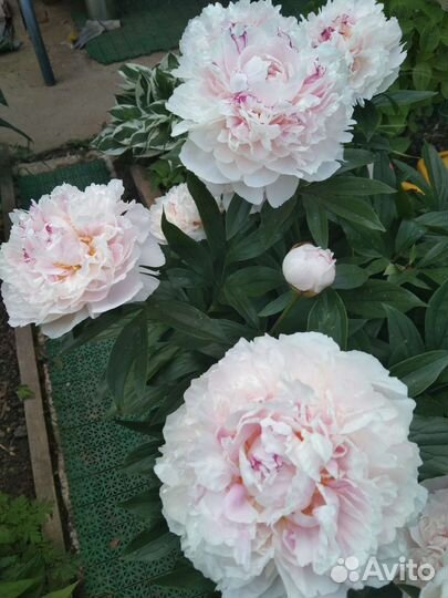 Корни пиона Сара Бернар