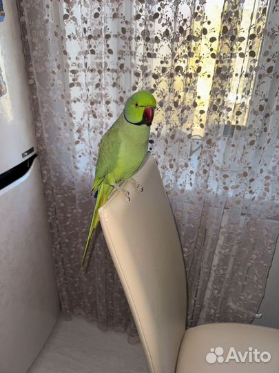 Ожереловый попугай самец
