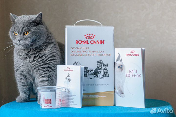 Маркиз британский, чистопородный котенок