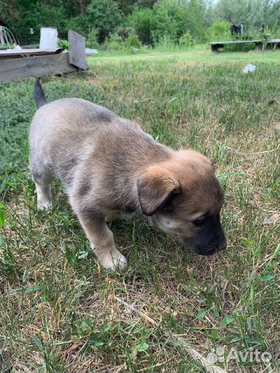 Сторожевые щенки в добрые руки