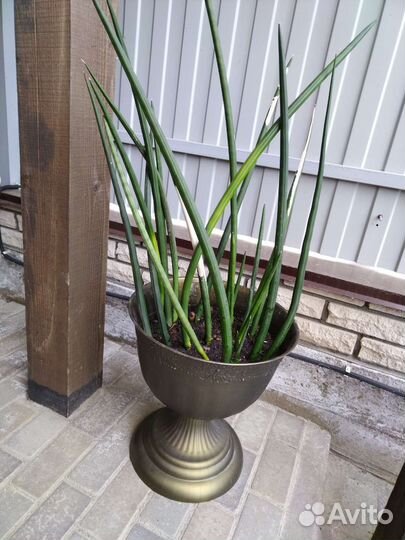 Сансевиерия, эухарис