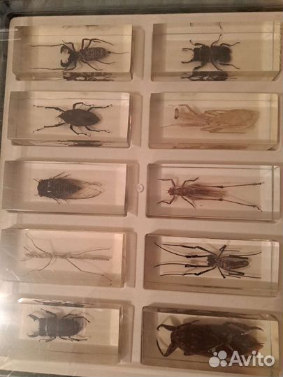 Насекомые и их знакомые коллекция