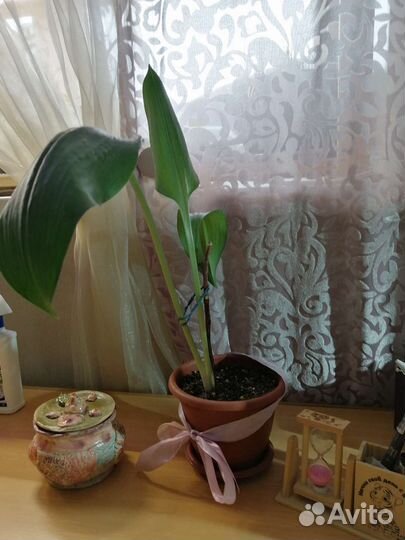 Цветок Эухарис или Амазонская лилия - энергетик