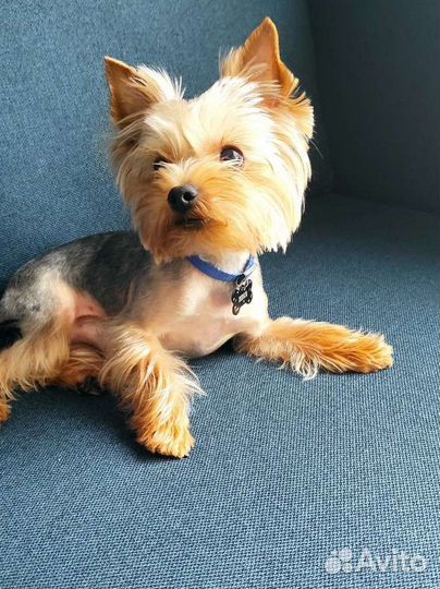 Вязка. Йоркширский терьер