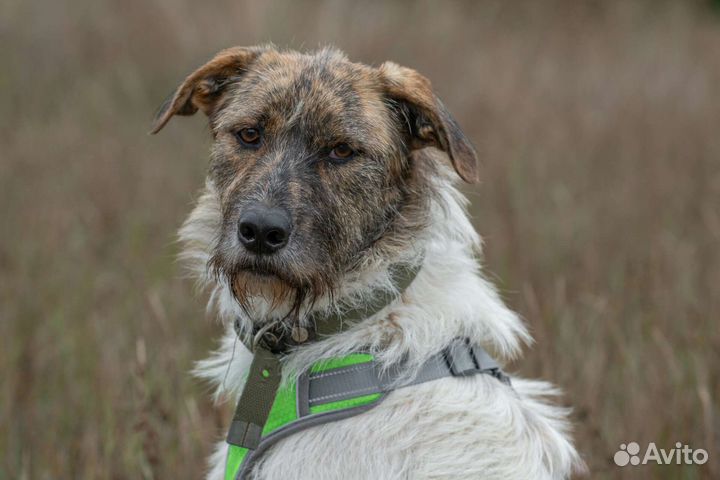 Молодой ласковый пёс в поисках дома
