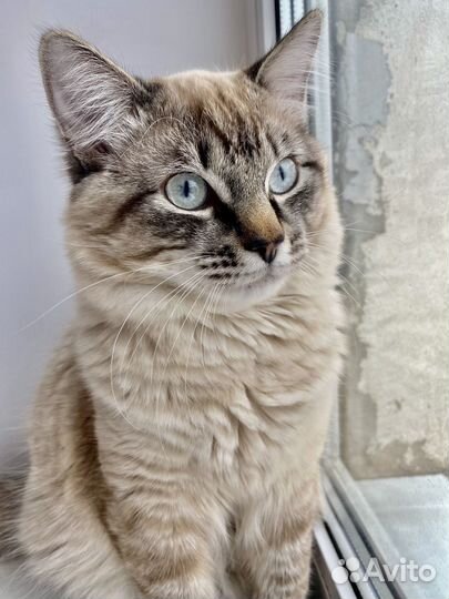 Кот невский вязка