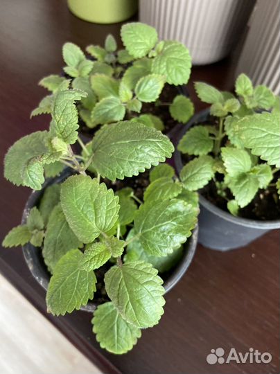 Рассада мяты