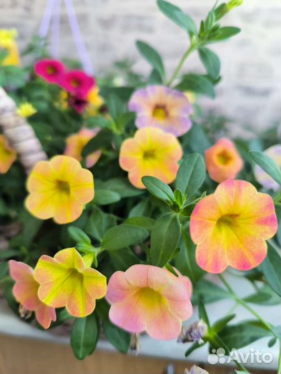 Цветы. Калибрахоа вегетативные