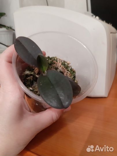 Орхидея фаленопсис