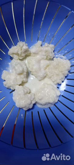 Молочный гриб