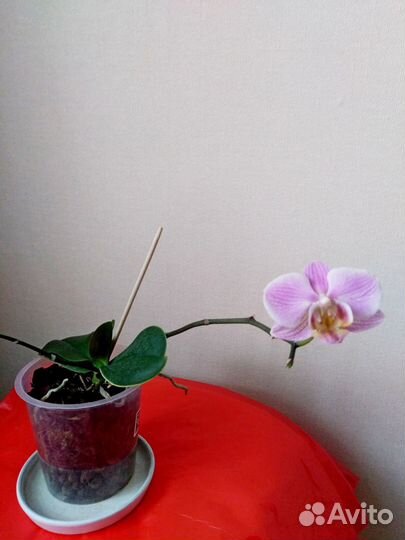 Орхидея фаленопсис