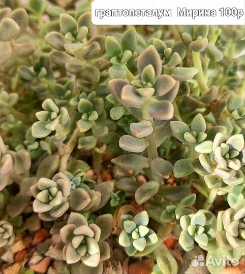 Суккуленты-седумы-седеверии-граптоверии-эхиверии