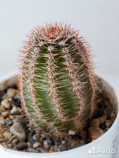 Кактусы разные