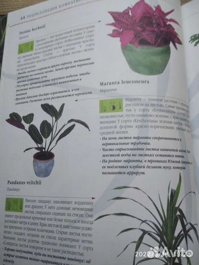 Энциклопедия комнатного цветоводства