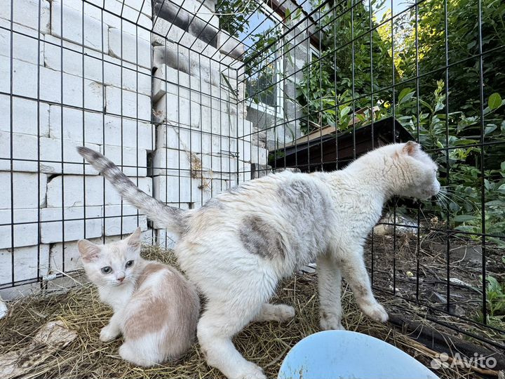 Котята бесплатно